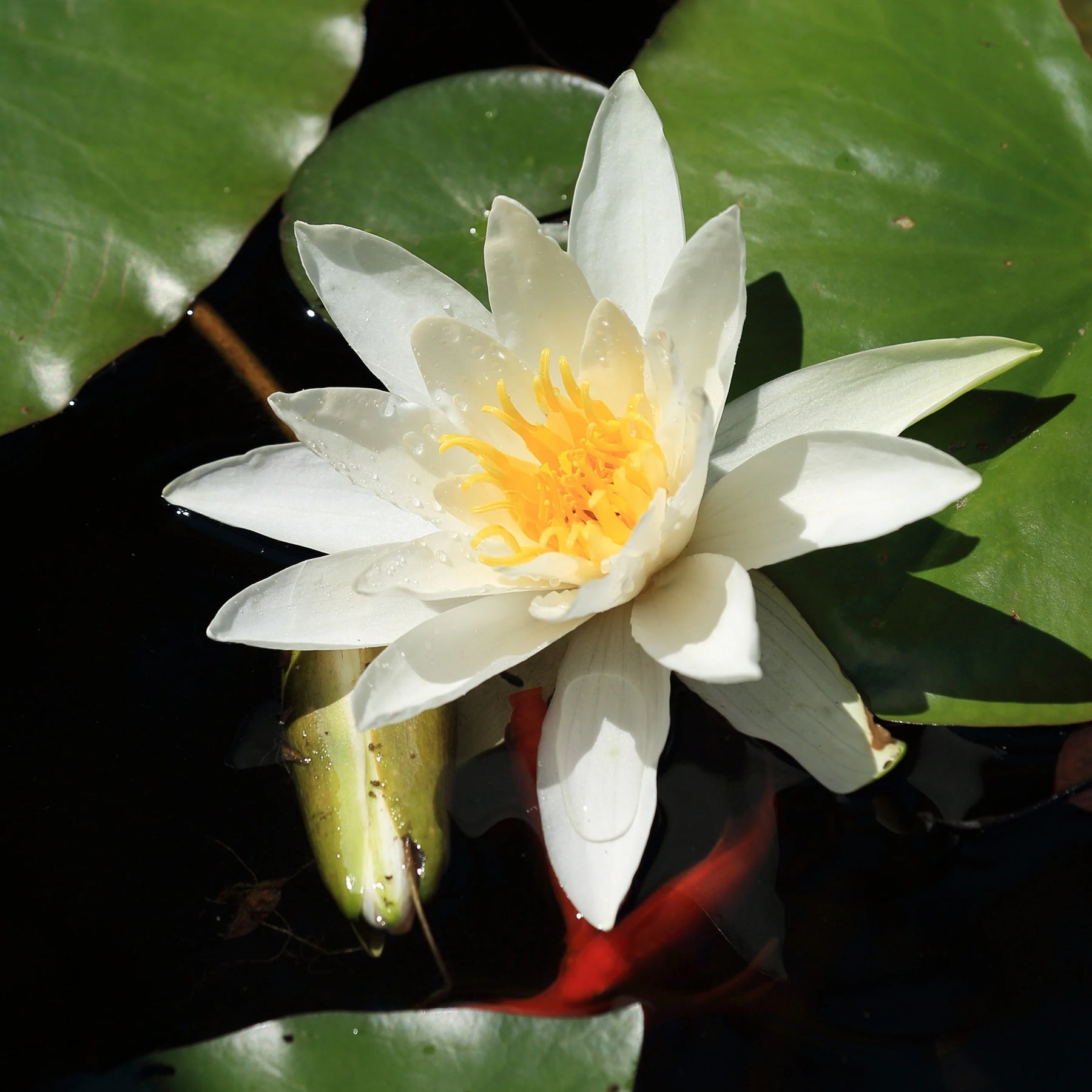 Nénuphar Gladstoniana - Willemse