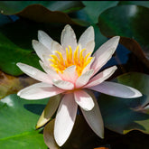 Nénuphar Marliacea Rosea - Willemse