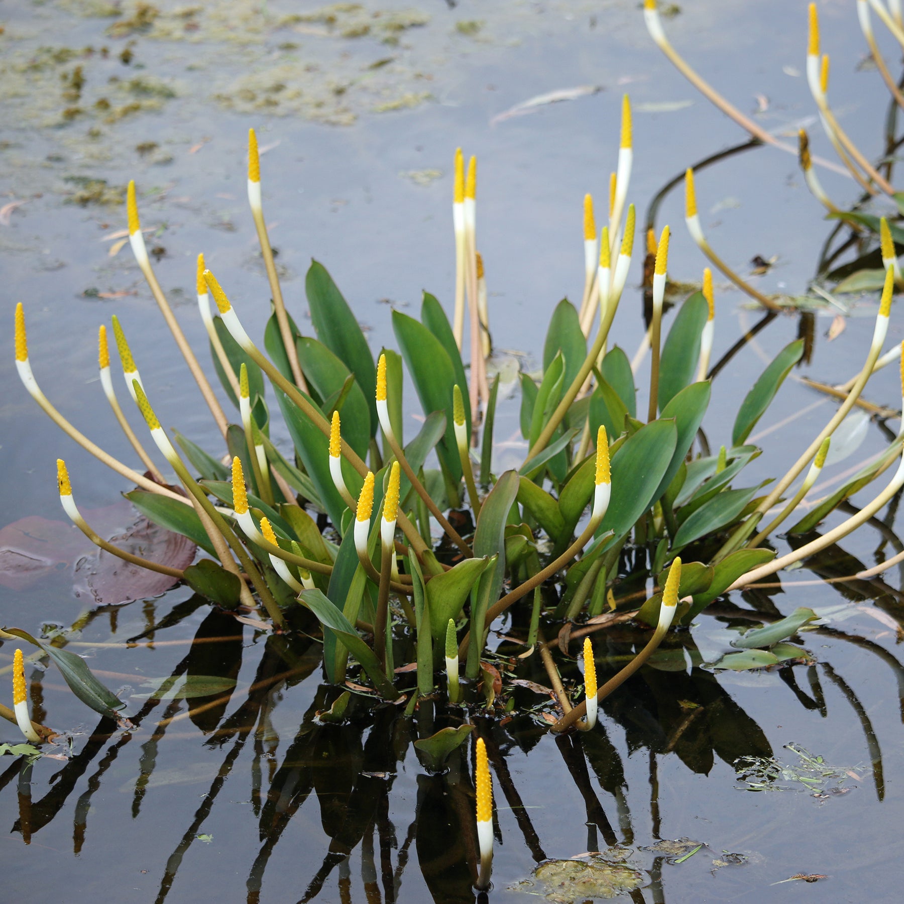 Orontium aquaticum - Plante bougie - Plantes de bassins