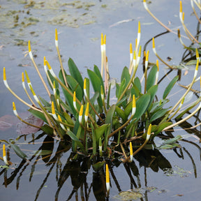 Orontium aquaticum - Plante bougie - Plantes de bassins