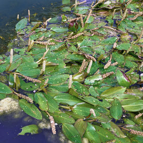Potamot nageant - Potamogeton natans - Willemse