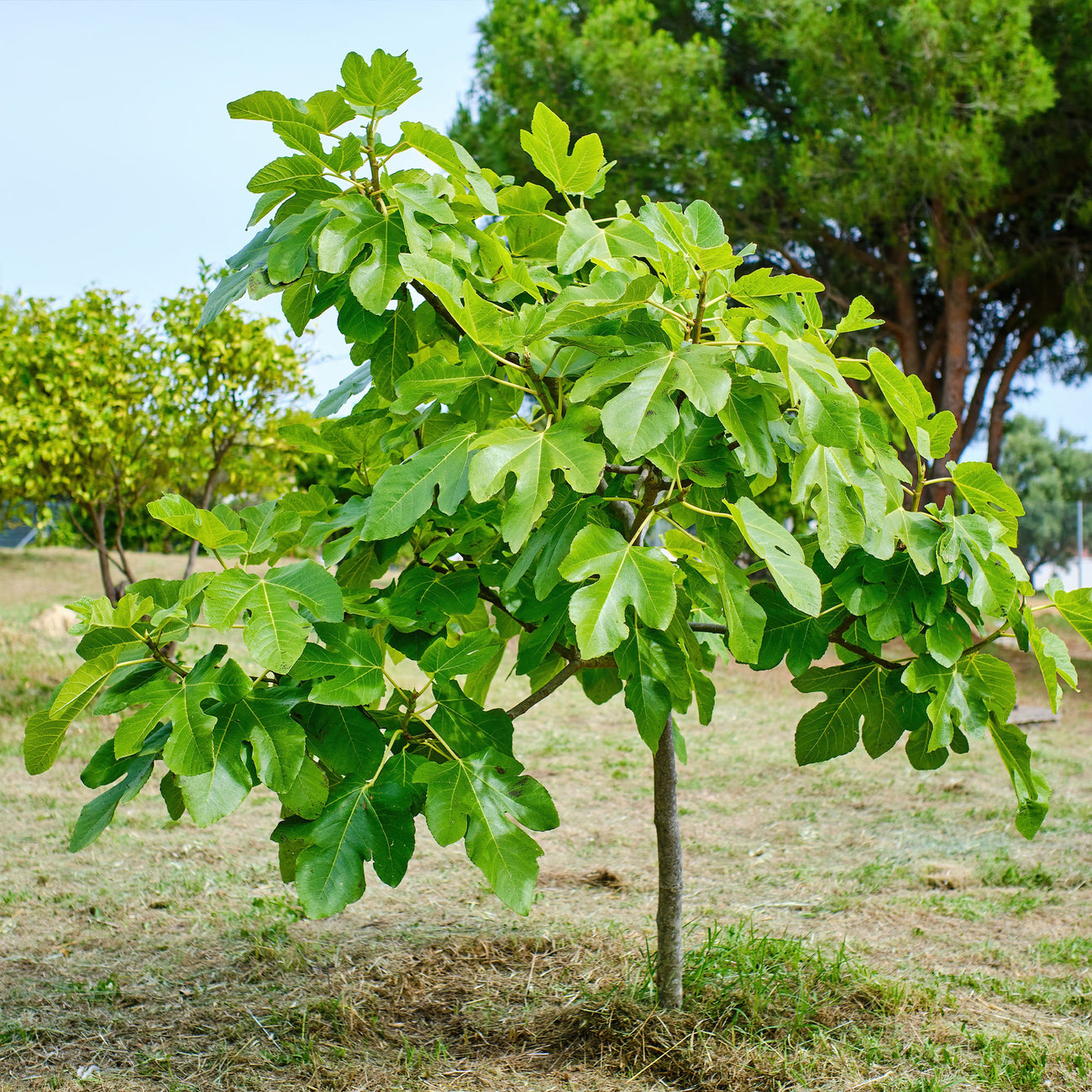 Lot De 2 Figuiers 'Brown Turkey' - Ficus Carica - Plants Fruitiers Rustiques - ⌀14 Cm - 60-70 Cm