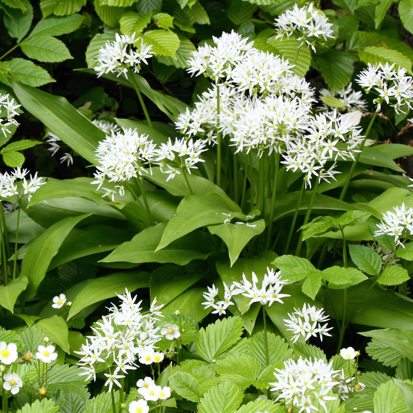Graines D'Ail Des Ours (Allium Ursinum) - Environ 100 Semences - Pour Jardin Ou Naturalisation