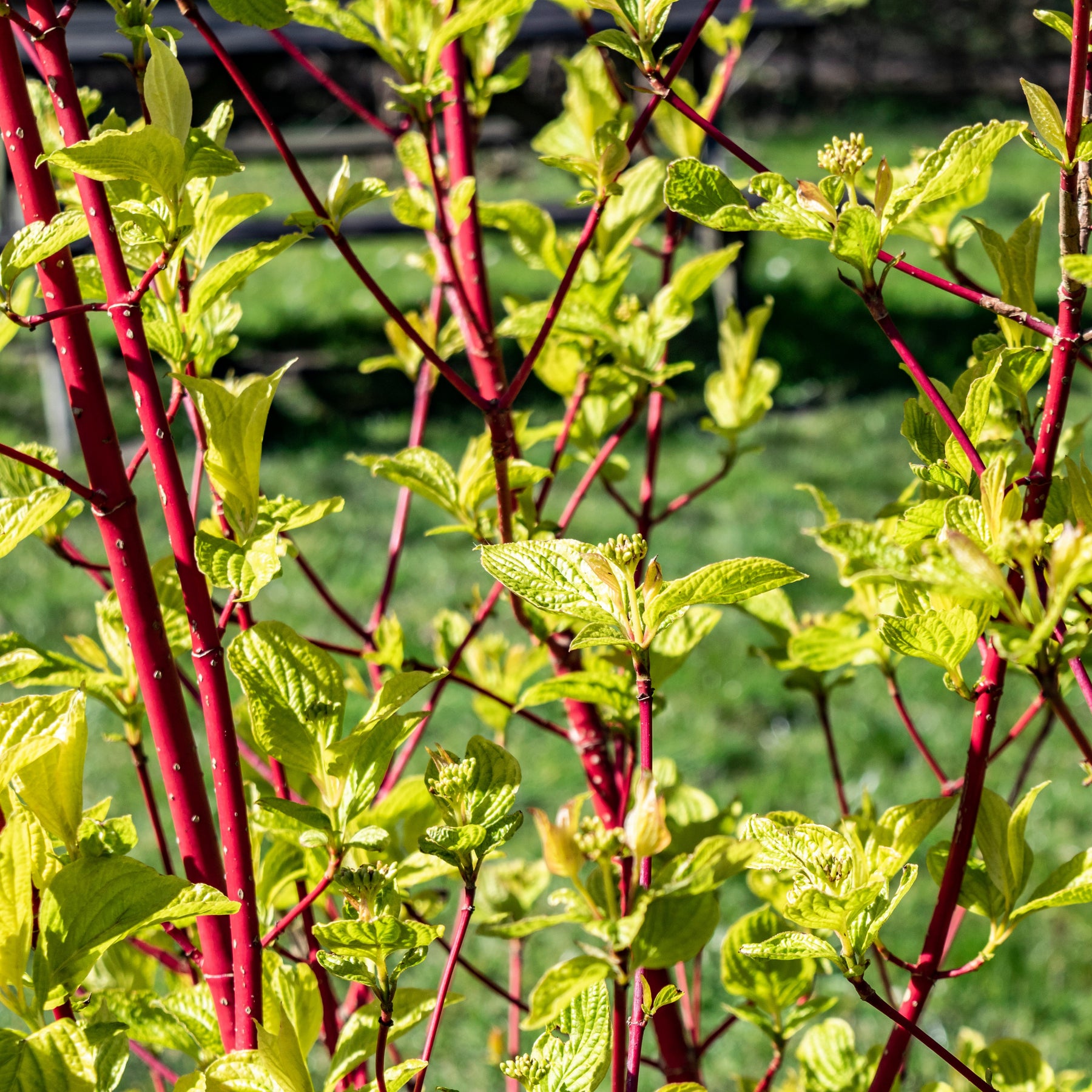 Cornouiller à bois rouge Sibirica - Cornus alba Sibirica - Plantes