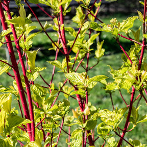 Cornouiller à bois rouge Sibirica - Cornus alba Sibirica - Plantes