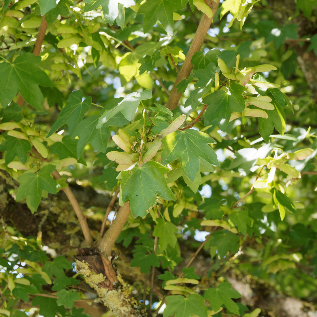Erable Champ tre Acer Campestre Erable Champ tre Acer Campestre