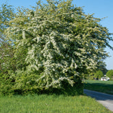 Aubépine - Willemse