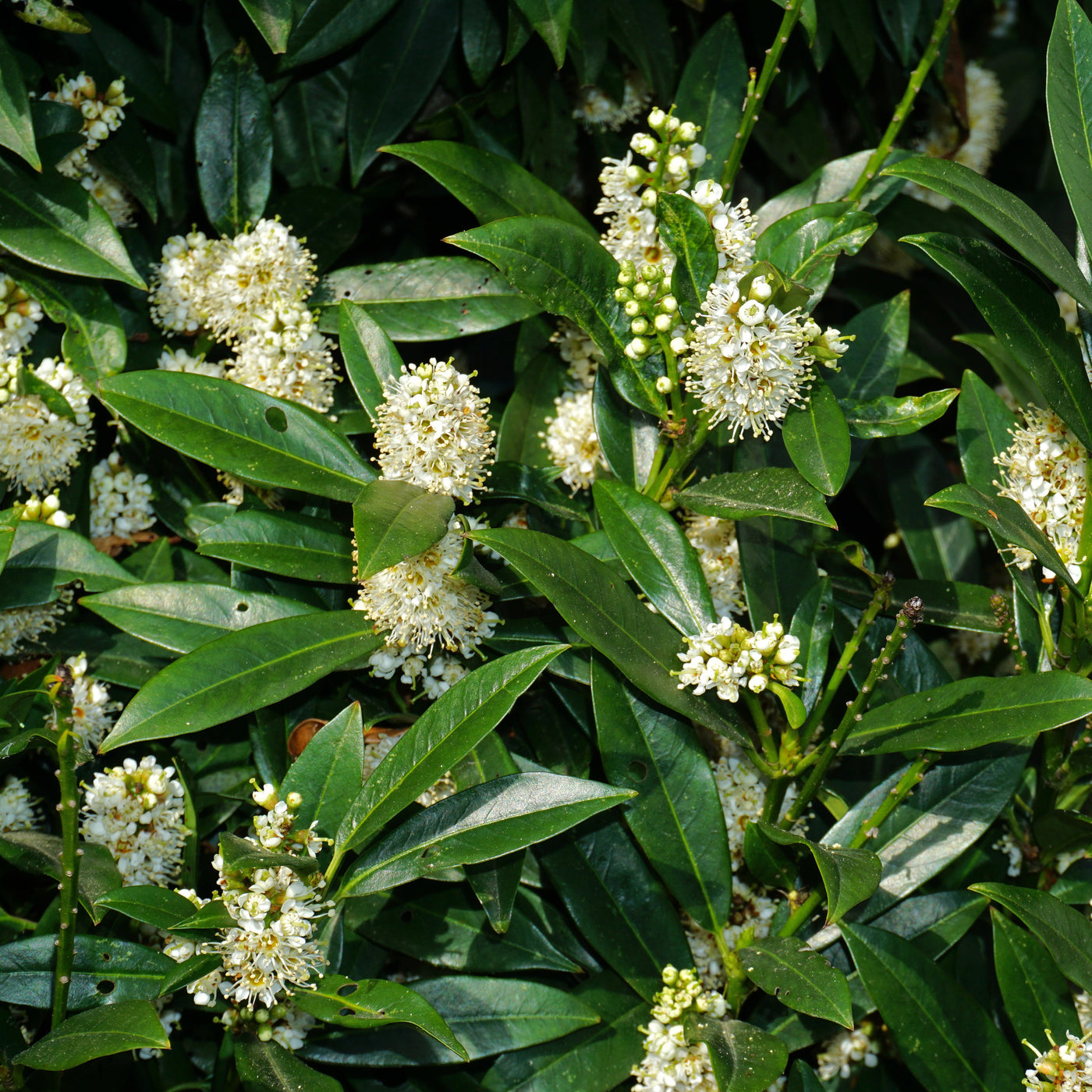 Laurier Cerise Laurier Palme Otto Luyken Prunus Laurocerasus Otto Luyken Laurier Cerise Laurier Palme Otto Luyken Prunus Laurocerasus Otto Luyken