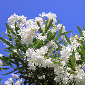 Laurier-rose  à fleurs blanches