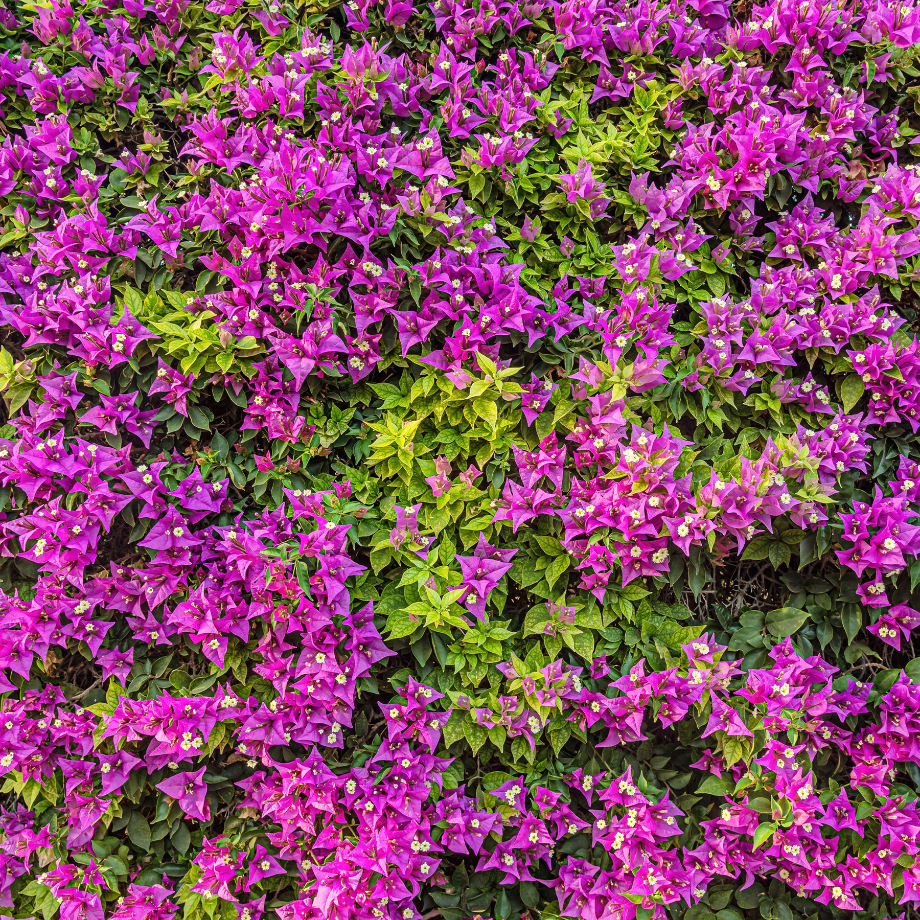 Bougainvilliers - Bougainvillier Violet - Bougainvillea purple