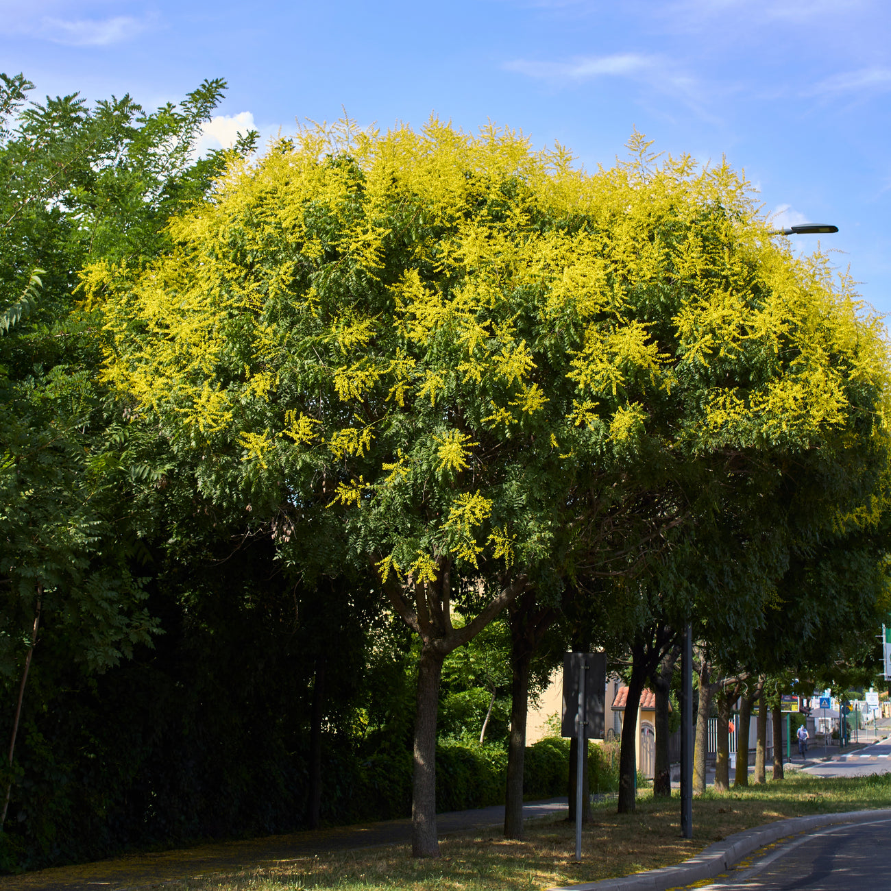 savonnier-koelreuteria-paniculata
