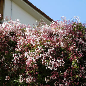 Jasmin blanc d'hiver - Willemse