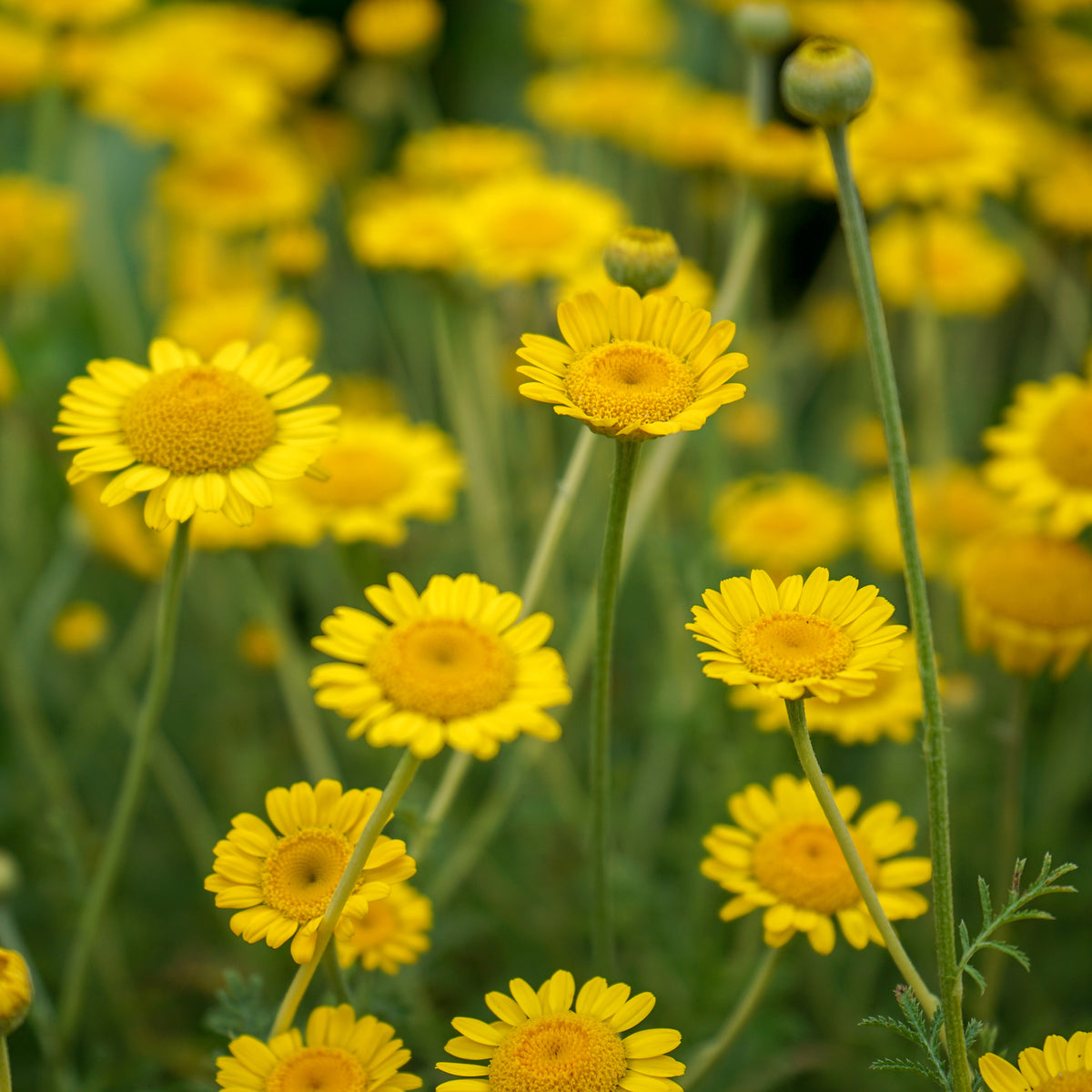 Anthemis tinctoria Kelwayi - Willemse