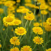 Anthemis tinctoria Kelwayi - Willemse
