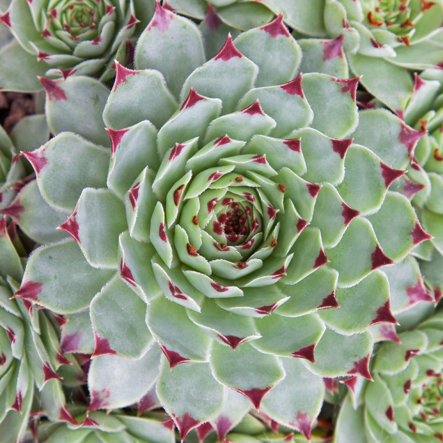 Kit 12 Sempervivum Chick Charms® – Succulentes Colorées Godet (Couvre 2-3 M²) Variétés Panachées