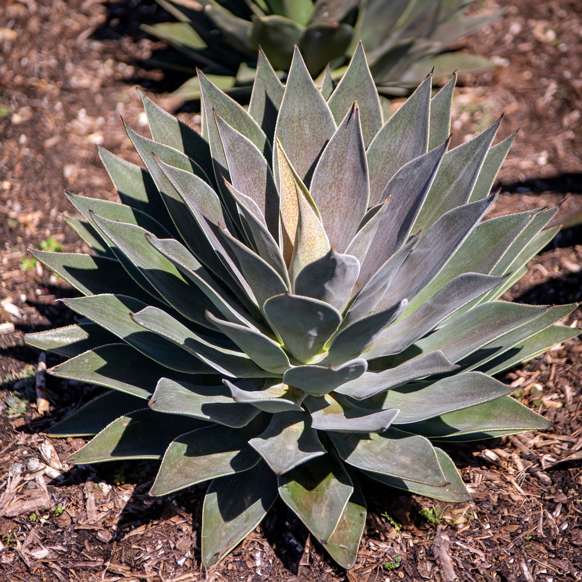 Tableau sur verre Wechsler - Plantes d'agave Tableau sur verre Wechsler - Plantes d'agave
