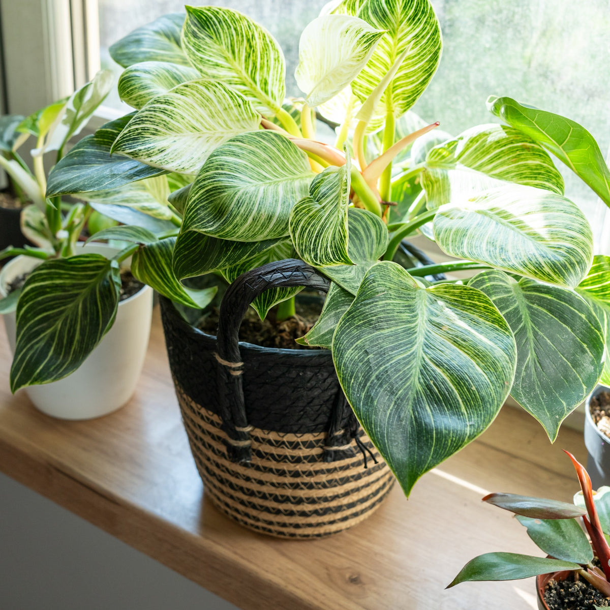 philodendron atom entretien Philodendron Monstera Atom et son cache-pot blanc ELHO