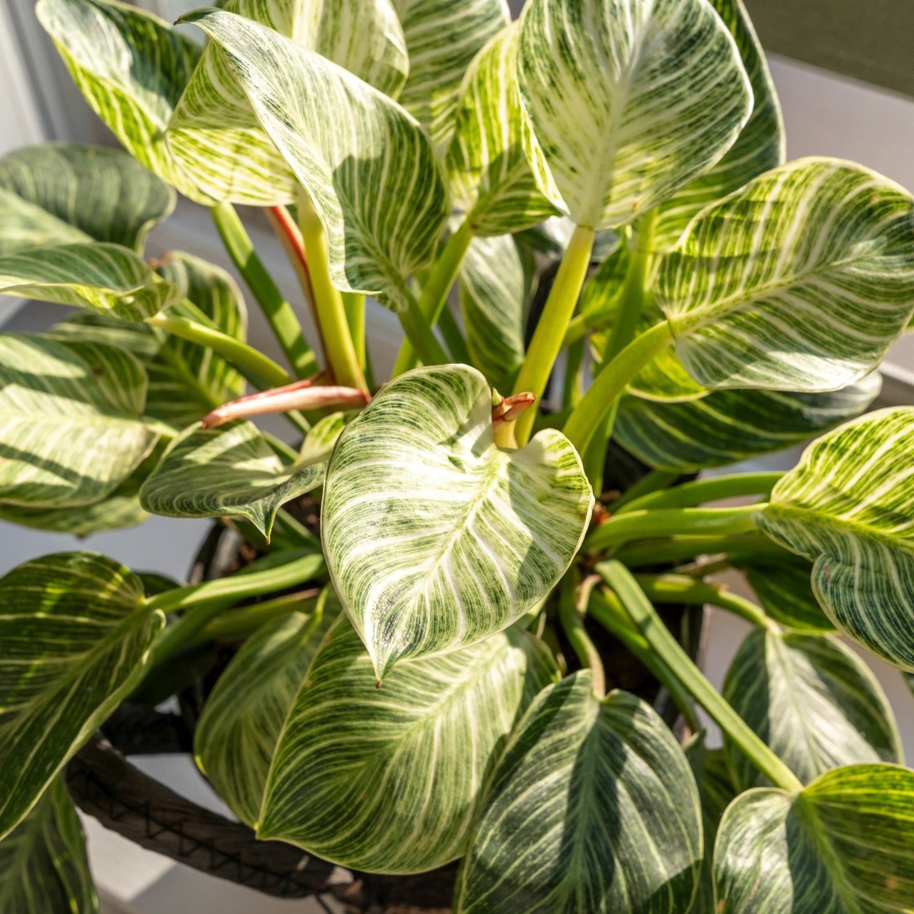entretien philodendron Philodendron Monstera White Wave, feuillage facile