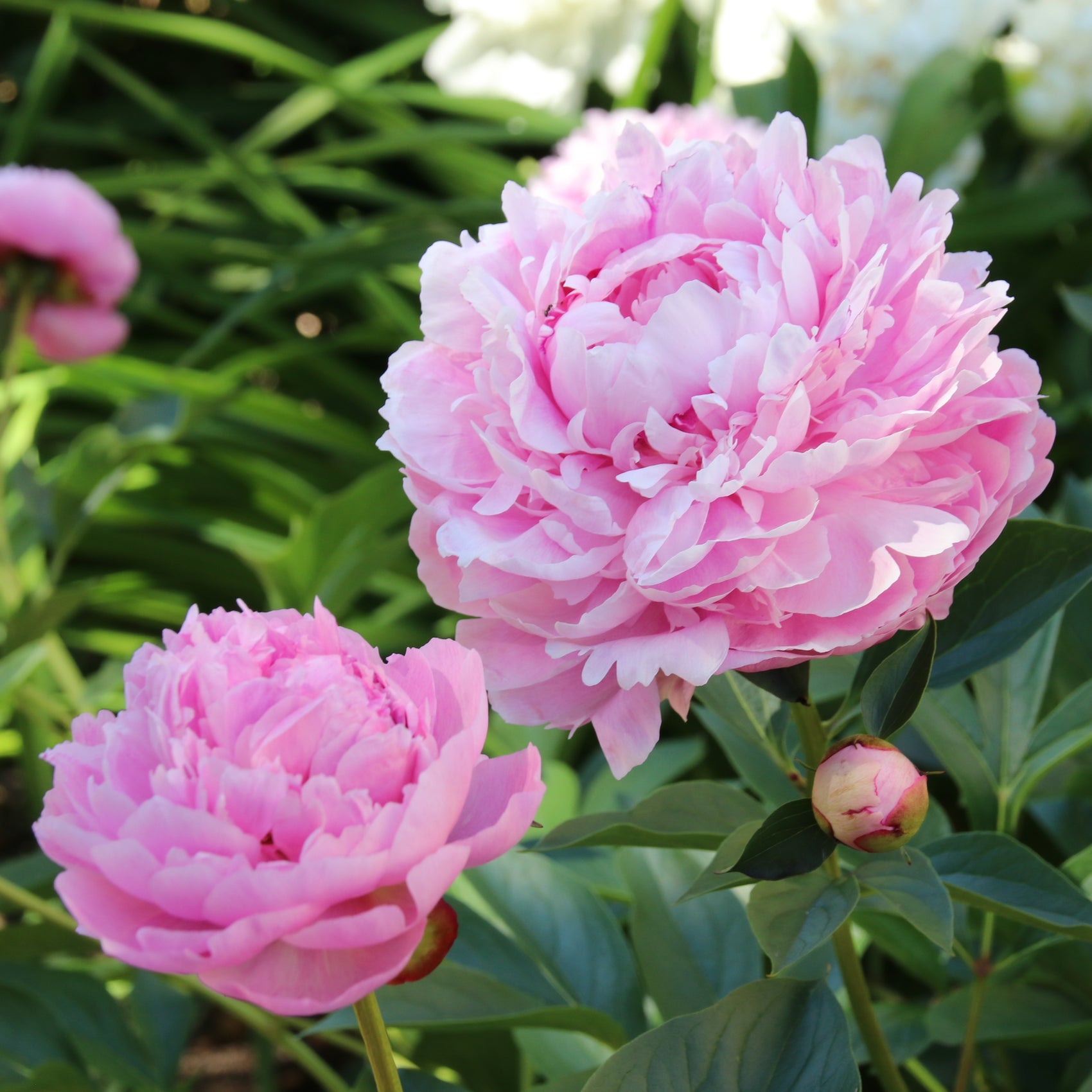3 Pezzi Peonia Sarah Bernhardt – Radici Nude Di Peonia Rosa Classica, Pianta Perenne Da Giardino