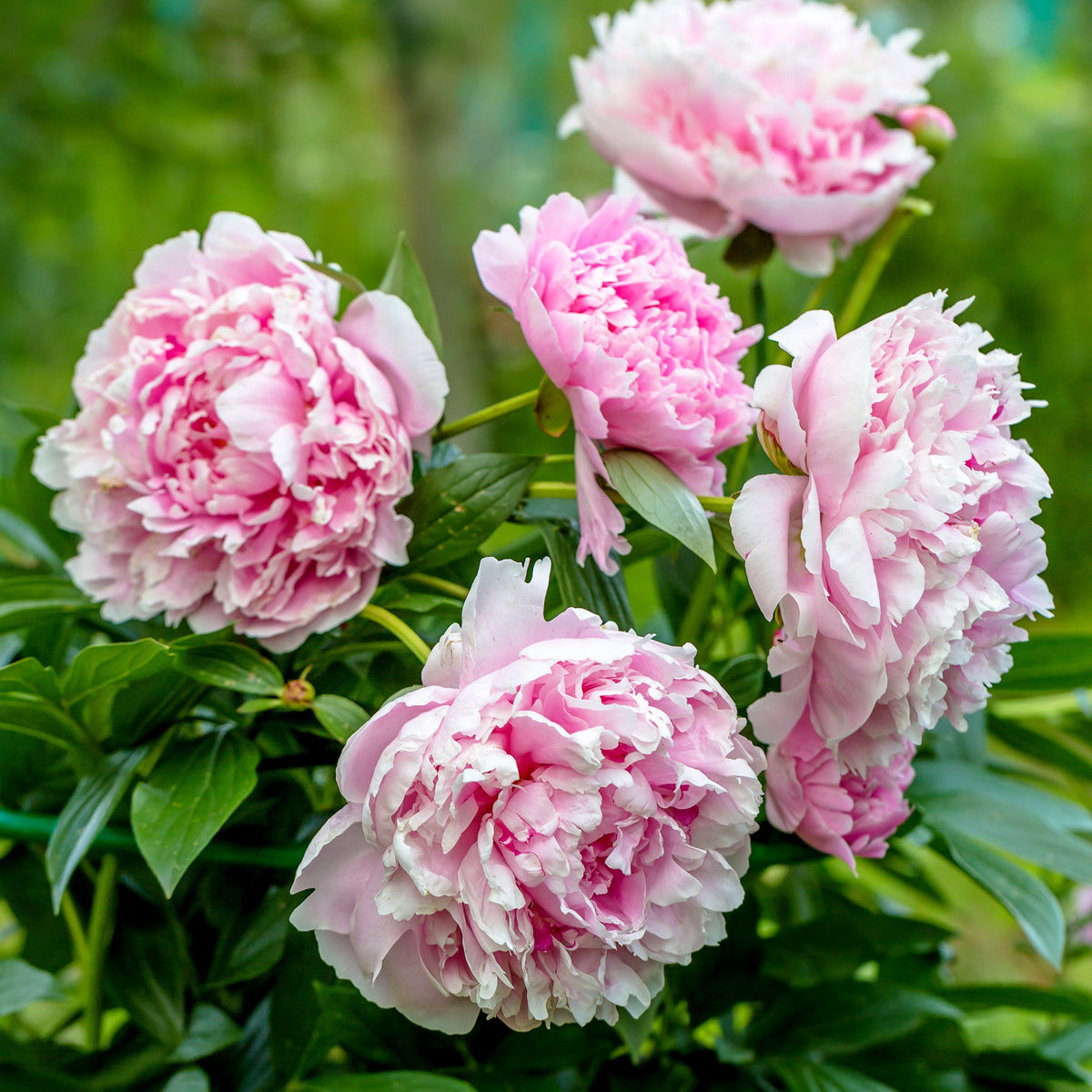 Pivoine Paeonia 'Sarah Bernhardt' - Biologique rose