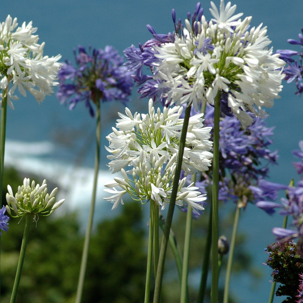 3 Agapanthes violettes et blanche en mélange - Agapanthus - Plantes vivaces