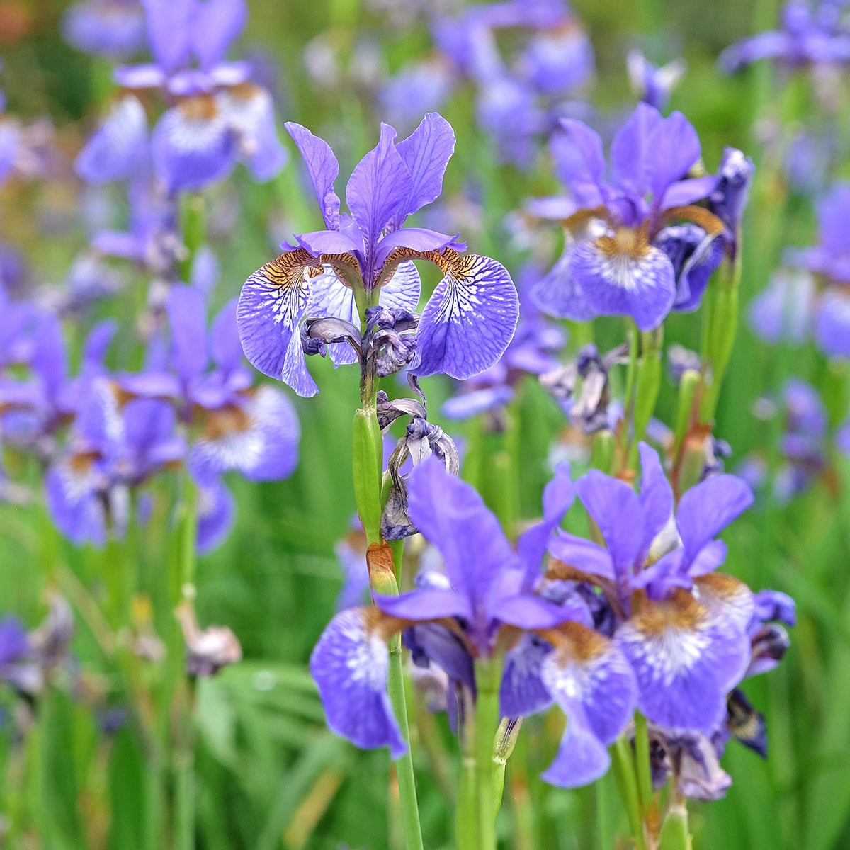 Iris versicolor - Willemse