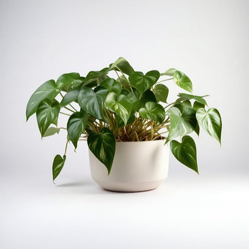 Philodendron-velours