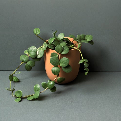 Peperomia Pixie Plante D'Intérieur 10-20 Cm En Pot - Feuillage Vert Vif Compact