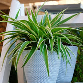 Phalangère Ocean - Willemse