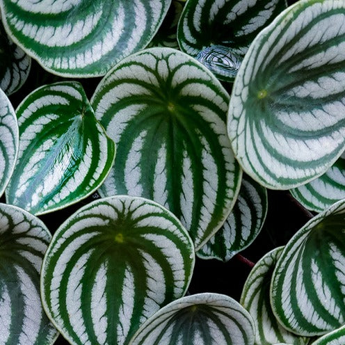Pépéromia argenté - Peperomia argyreia - Willemse