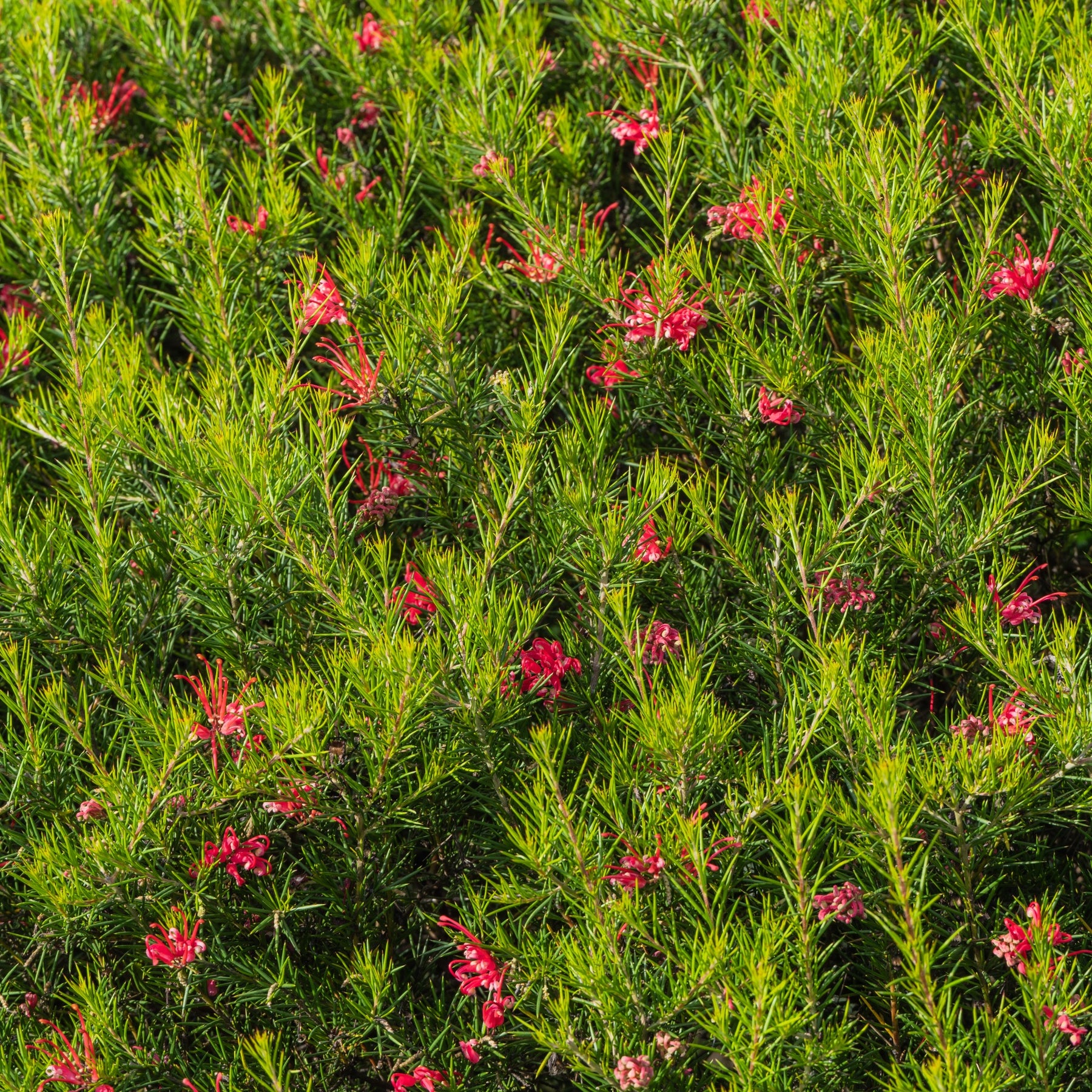 Arbustes à feuillage persistant - Grévilléa à feuilles de genévrier - Grevillea juniperina