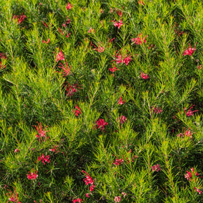 Arbustes à feuillage persistant - Grévilléa à feuilles de genévrier - Grevillea juniperina