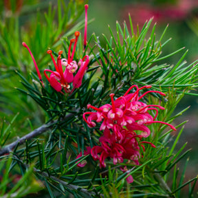 Vente Grévilléa à feuilles de genévrier - Grevillea juniperina
