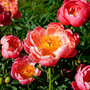 Pivoines - Pivoine Coral Charm - Paeonia lactiflora Coral Charm