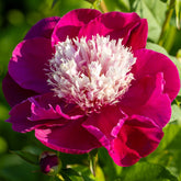 Pivoine White Cap - Willemse