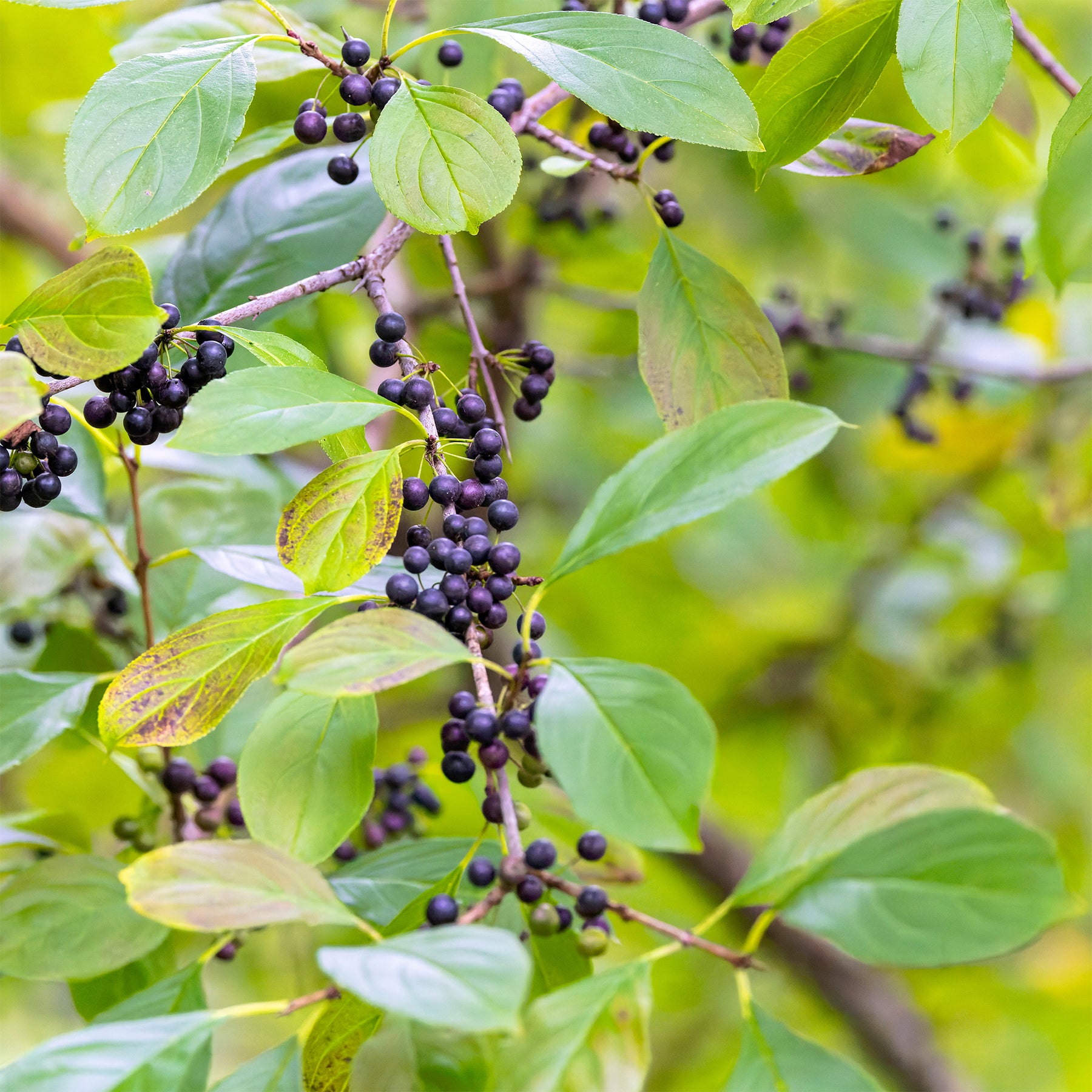 Nerprun purgatif - Rhamnus cathartica - Willemse