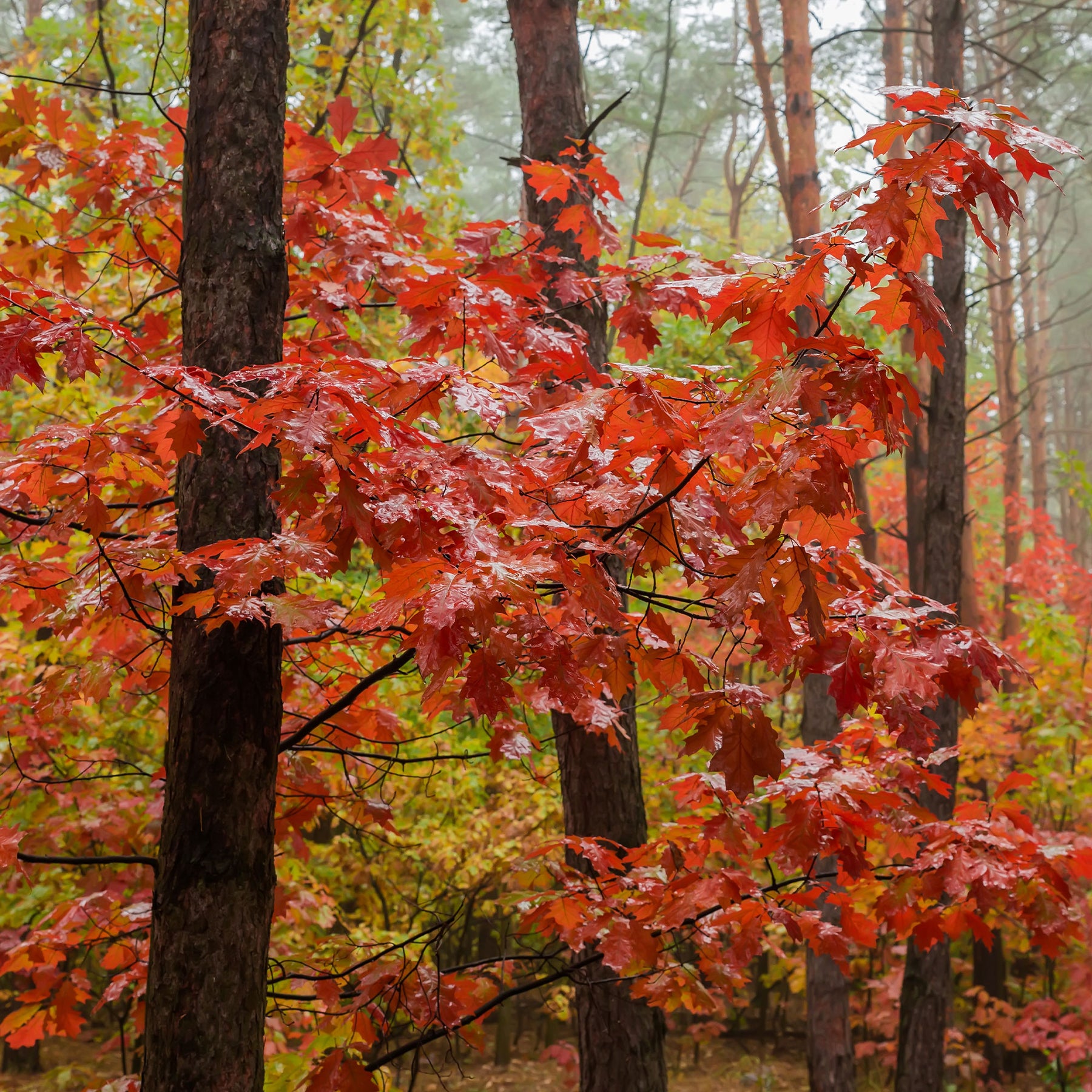 Chêne rouge d'Amérique - Quercus rubra - Willemse