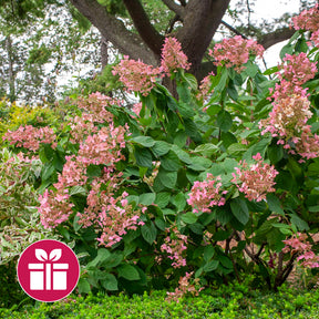 Un Hortensia Pink Diamond en cadeau - Willemse