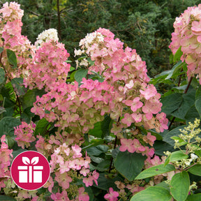 Hydrangea Pink Diamond - Un Hortensia Pink Diamond en cadeau - Cadeaux