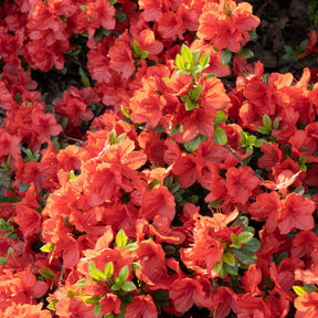 Azalée du Japon Orange Surprise - Willemse