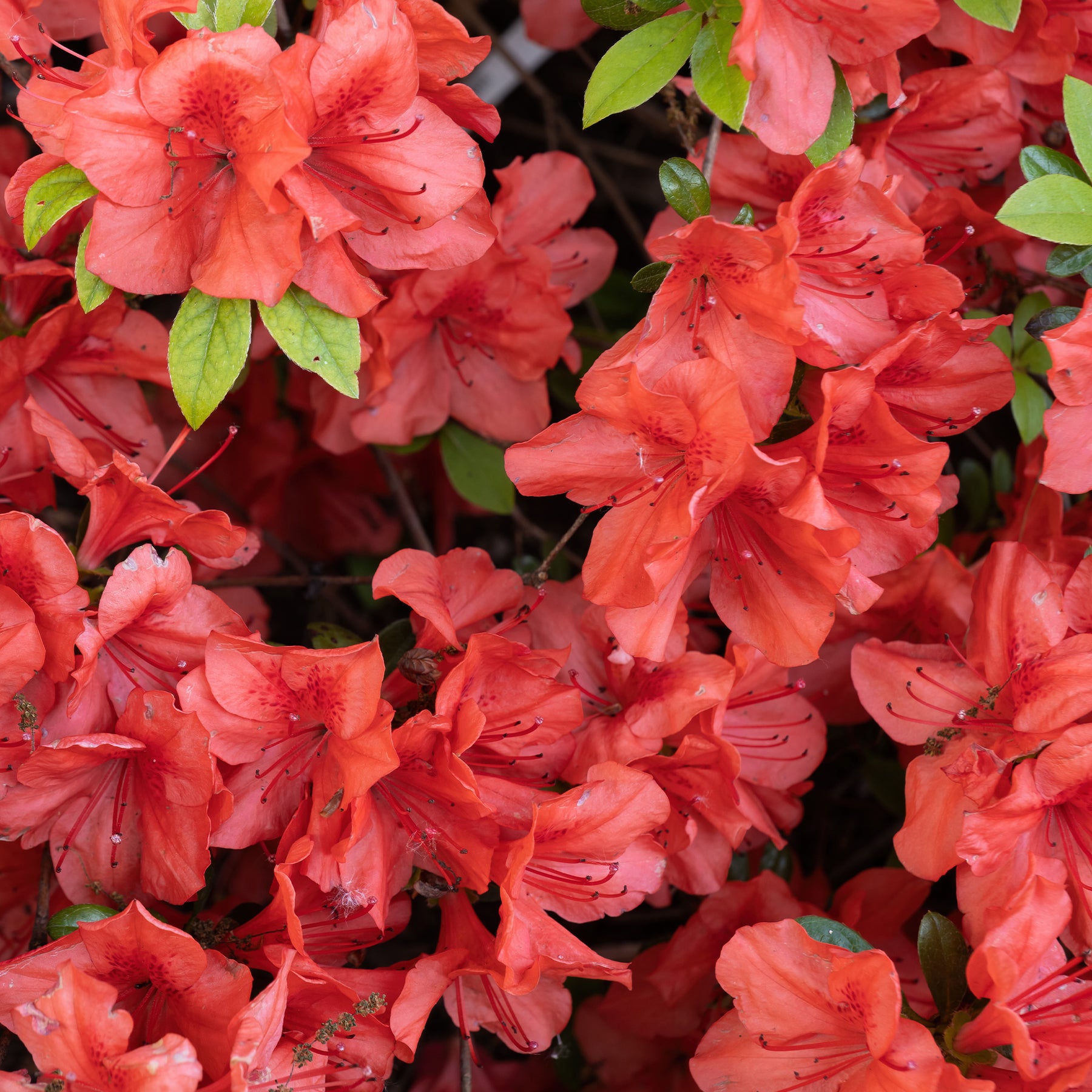 Azalées - Azalée du Japon Orange Surprise - Azalea japonica Orange Surprise 