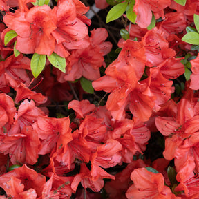 Azalées - Azalée du Japon Orange Surprise - Azalea japonica Orange Surprise 