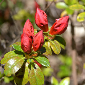Azalée du Japon Orange Surprise - Azalea japonica Orange Surprise  - Willemse