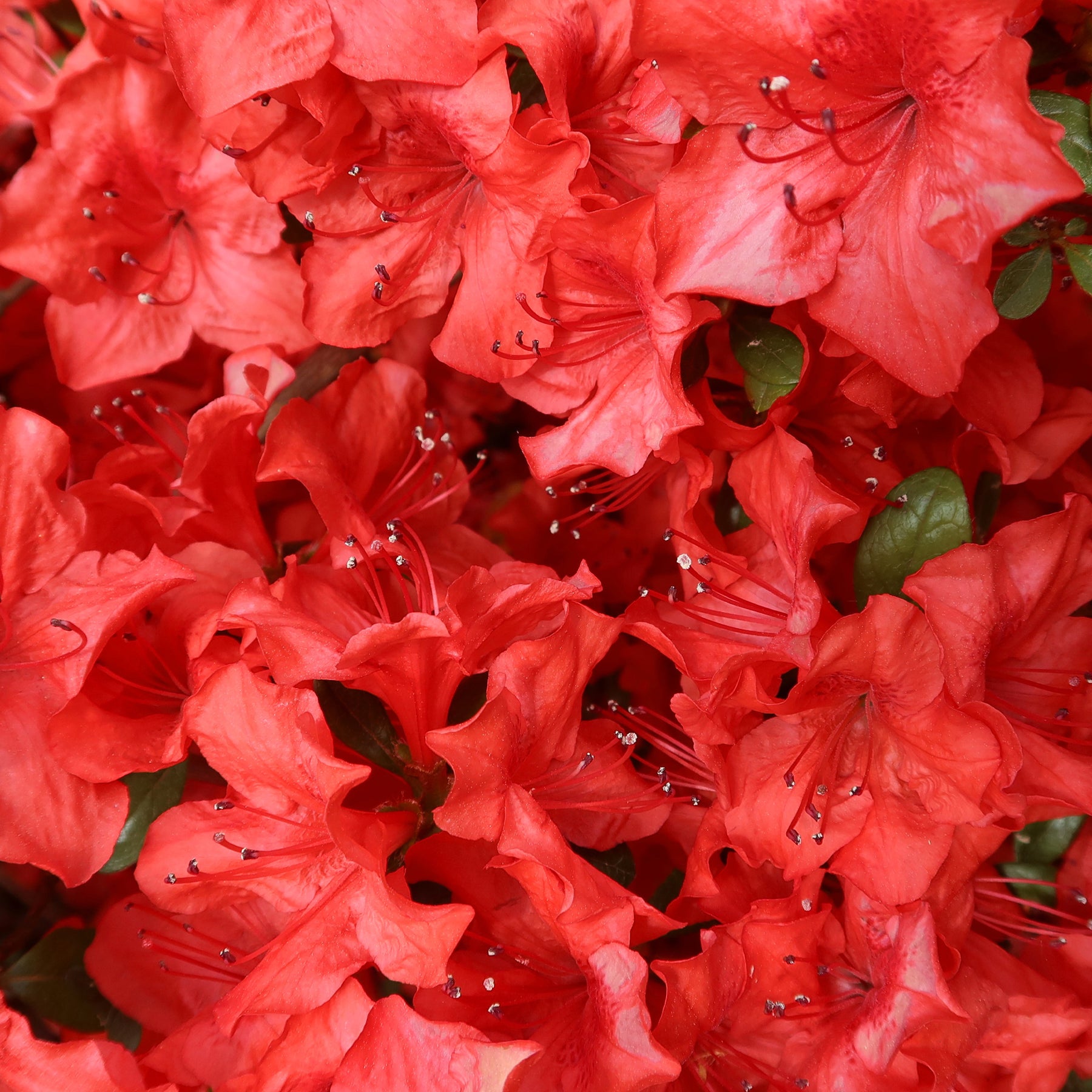 Azalea japonica Orange Surprise  - Azalée du Japon Orange Surprise - Azalées