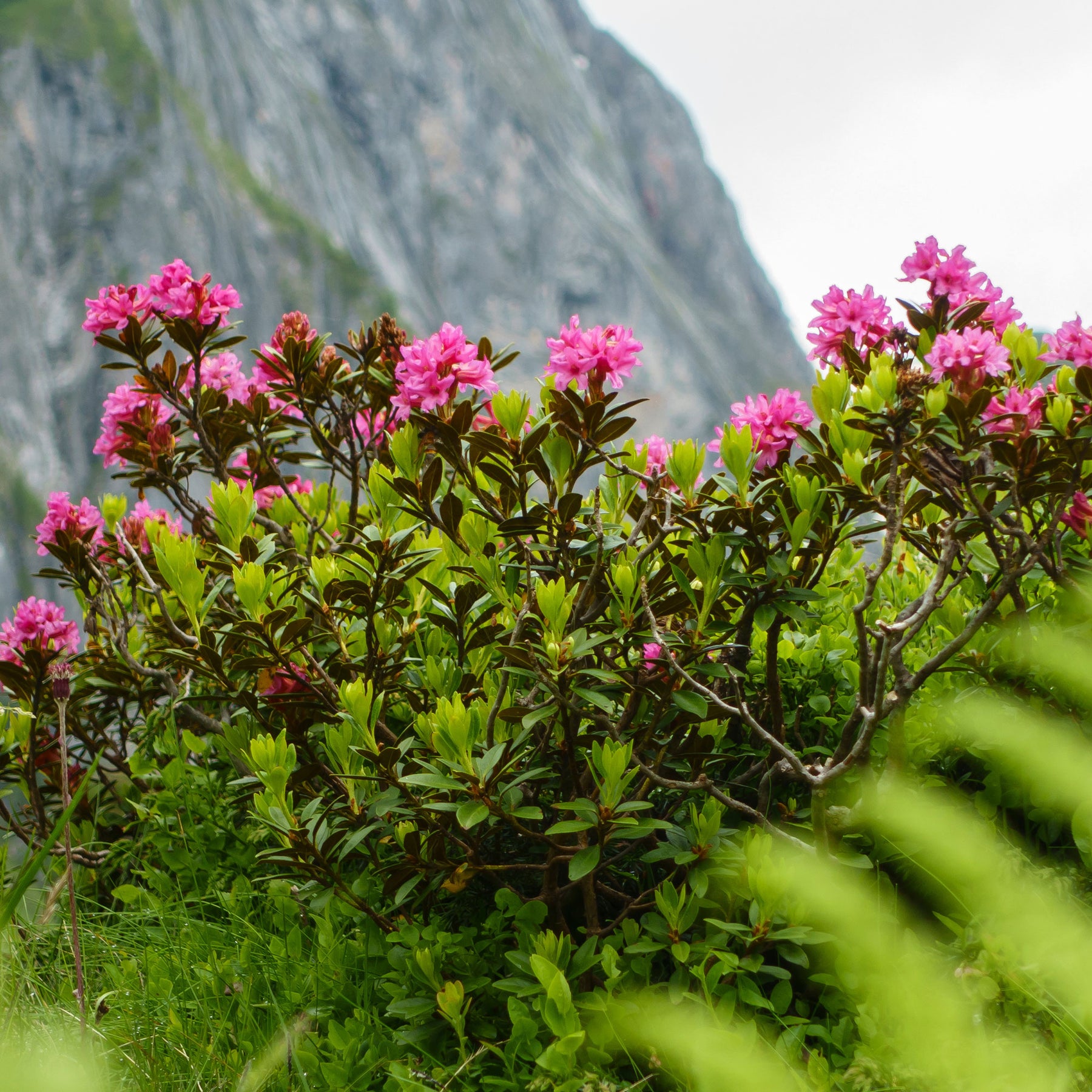 Azalées - Azalée du Japon Lilac Surprise - Azalea japonica Lilac Surprise 