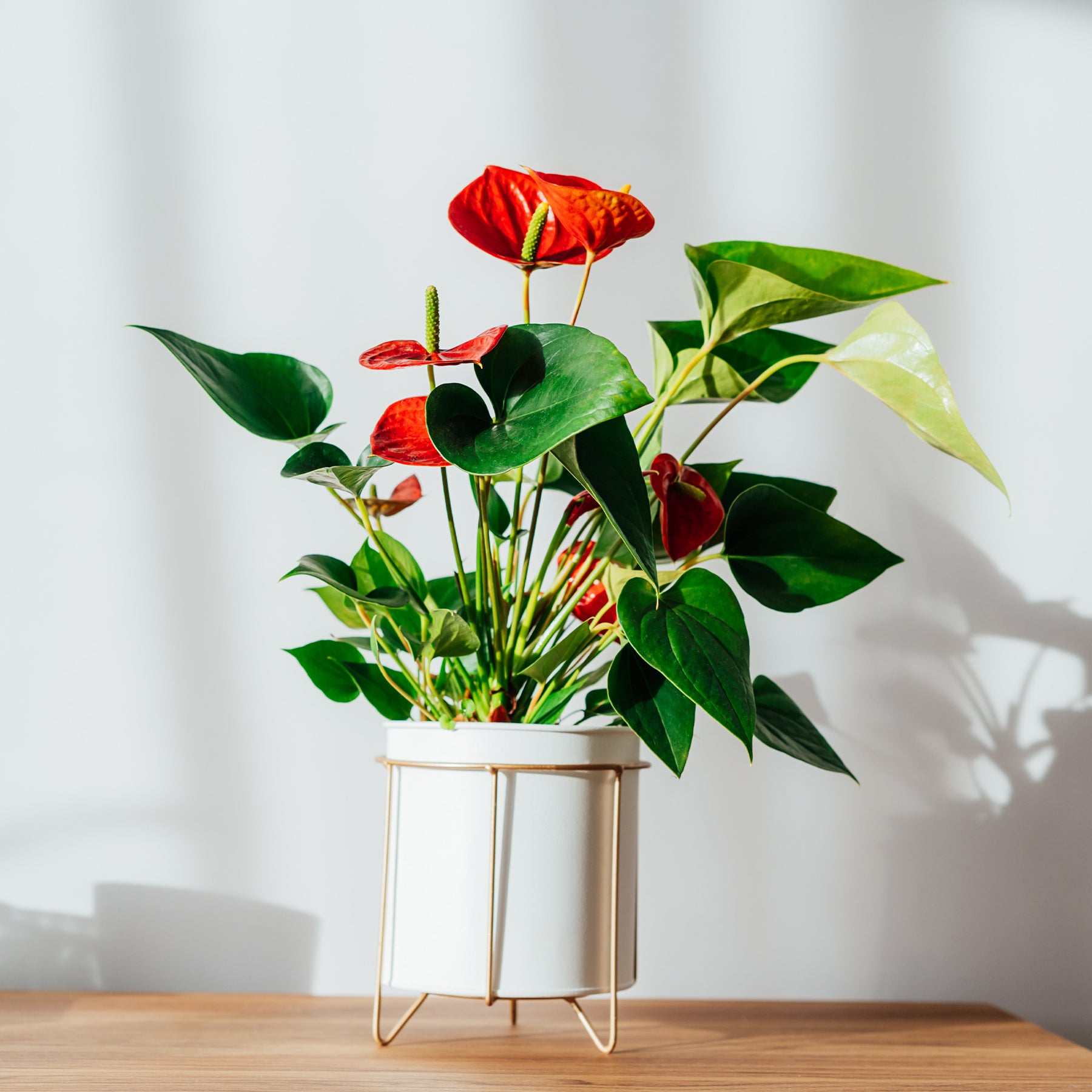 anthurium rouge plantation Anthurium rouge