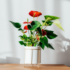 Anthurium Royal Champion - Anthurium rouge - Plantes fleuries