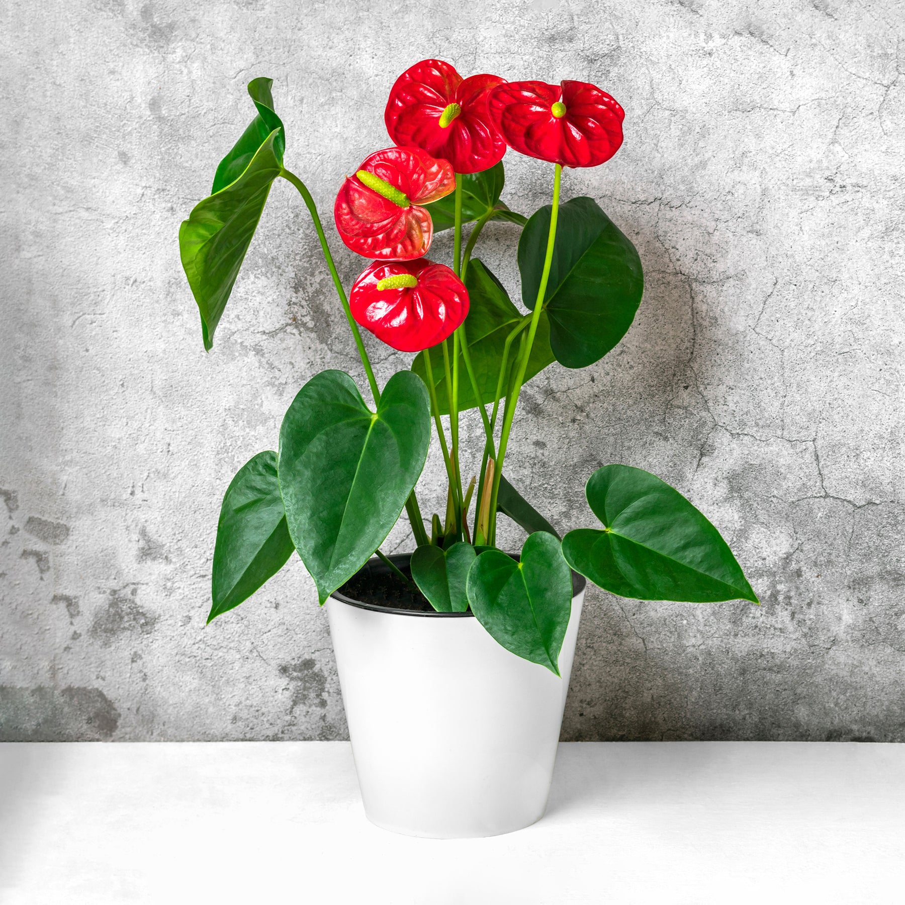 anthurium rouge arrosage Anthurium rouge
