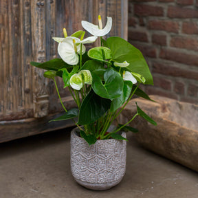 Anthurium blanc - Anthurium White Champion - Willemse