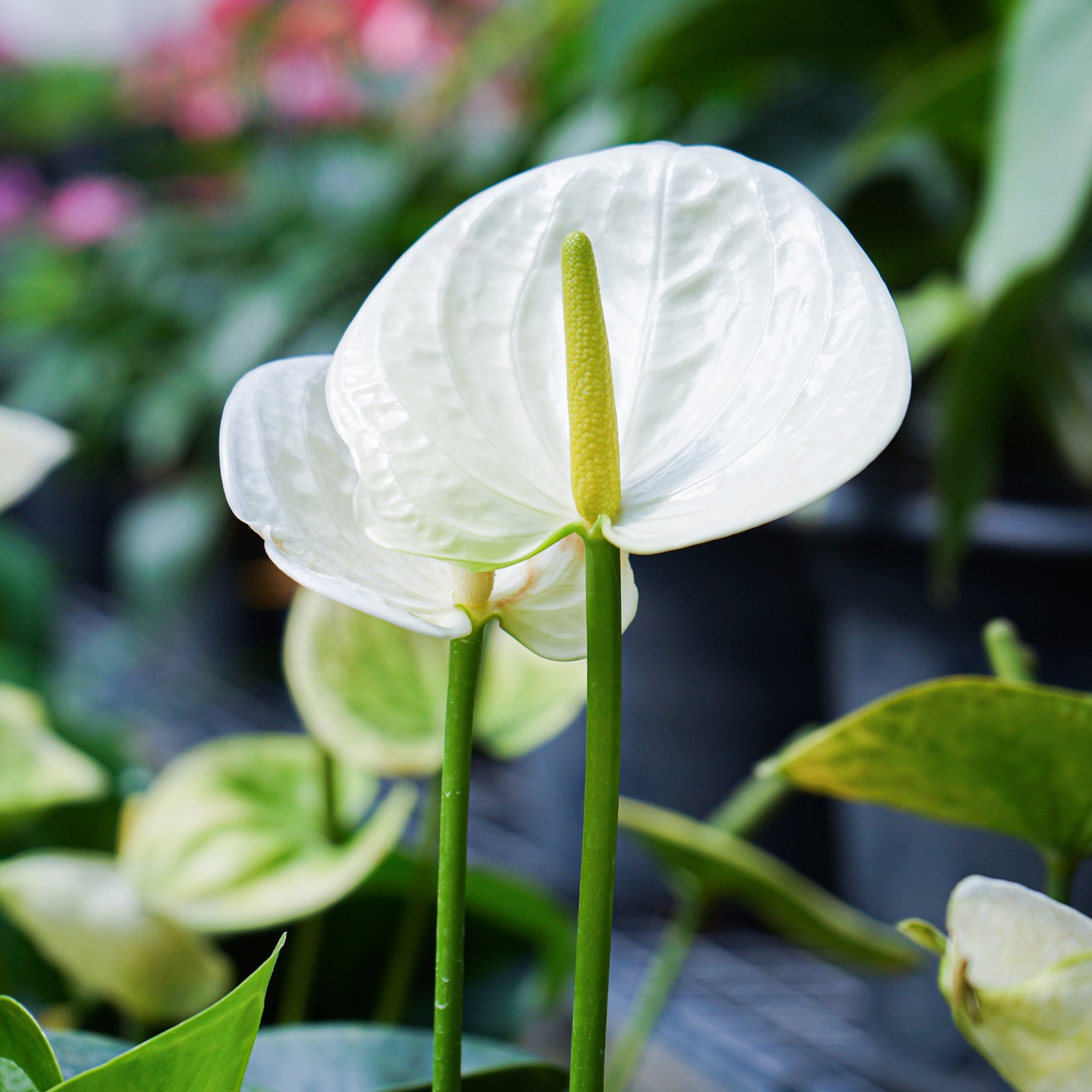 Anthurium White Champion - Anthurium blanc - Plantes fleuries